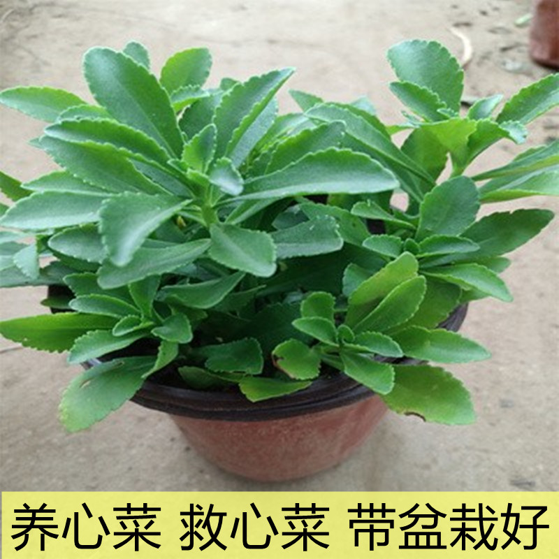 救心菜盆栽 养心菜苗 降三高植物高钙菜阳台盆栽蔬菜苗费菜保健菜