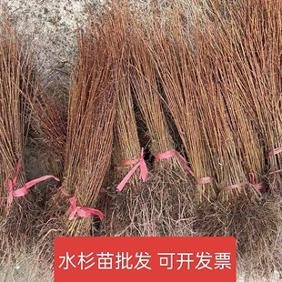 水杉树苗杉树苗绿叶杉树苗苗南北方树苗水杉苗绿叶行道水杉小苗