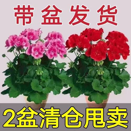 带花苞天竺葵盆栽四季开花大花洋绣球花苗室内阳台好养活驱蚊花卉
