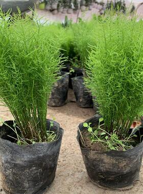 食用垂吊天门冬苗中草药苗武竹天冬盆栽观叶常青室内垂吊耐阴植物