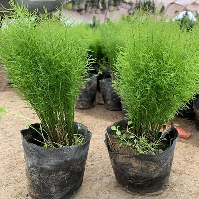 花卉天门冬苗中草药苗武竹天冬盆栽观叶常青室内垂吊耐阴植物