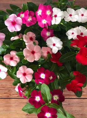四季开花长春花盆栽带花苞天天开五叶梅苗带花苞发货客厅阳台花卉