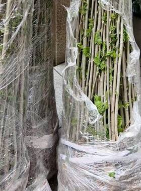重瓣木槿盆栽开花单瓣平条苗篱笆墙花苗庭院木棉花荆条耐寒花卉