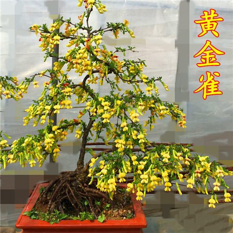可食用黄金雀盆栽树苗南雀北雀花老桩新鲜盆栽金雀梅锦鸡儿阳雀花