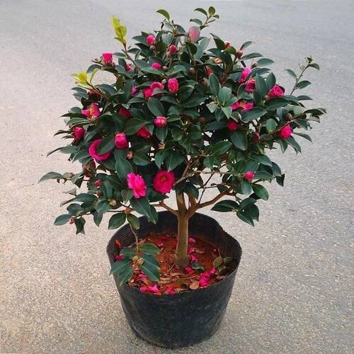 四季茶梅树苗家用茶梅茶花特级秋冬开花室内梅苗盆景茶梅盆栽