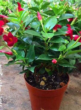 飘香藤盆栽红花藤红叶藤爬藤植物多季开花阳台庭院花卉耐寒耐热