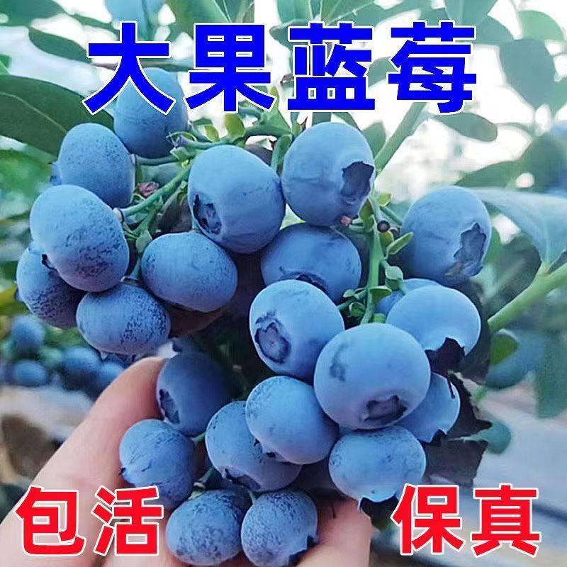 蓝莓树苗果苗南方北方种植盆栽地栽蓝莓果树苗当年结果当年开花