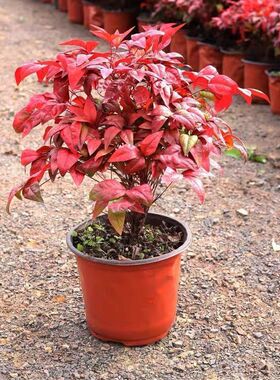 火焰南天竹盆栽红叶小盆景耐寒植物室内桌面好养观叶花卉四季绿植