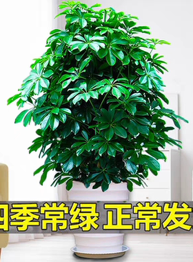 鸭脚木盆栽室内客厅绿植花卉八方来财鸭掌木耐寒植物七叶莲发财树
