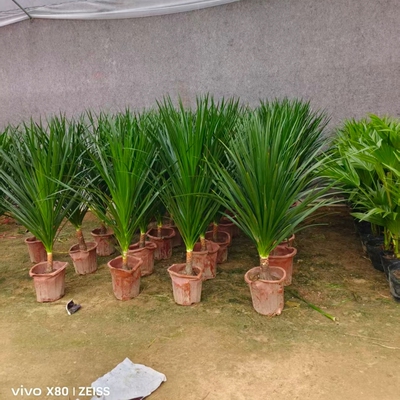 大型龙须树盆栽龙铁树多头龙血树大型绿龙须铁植室内客厅好养喜阴