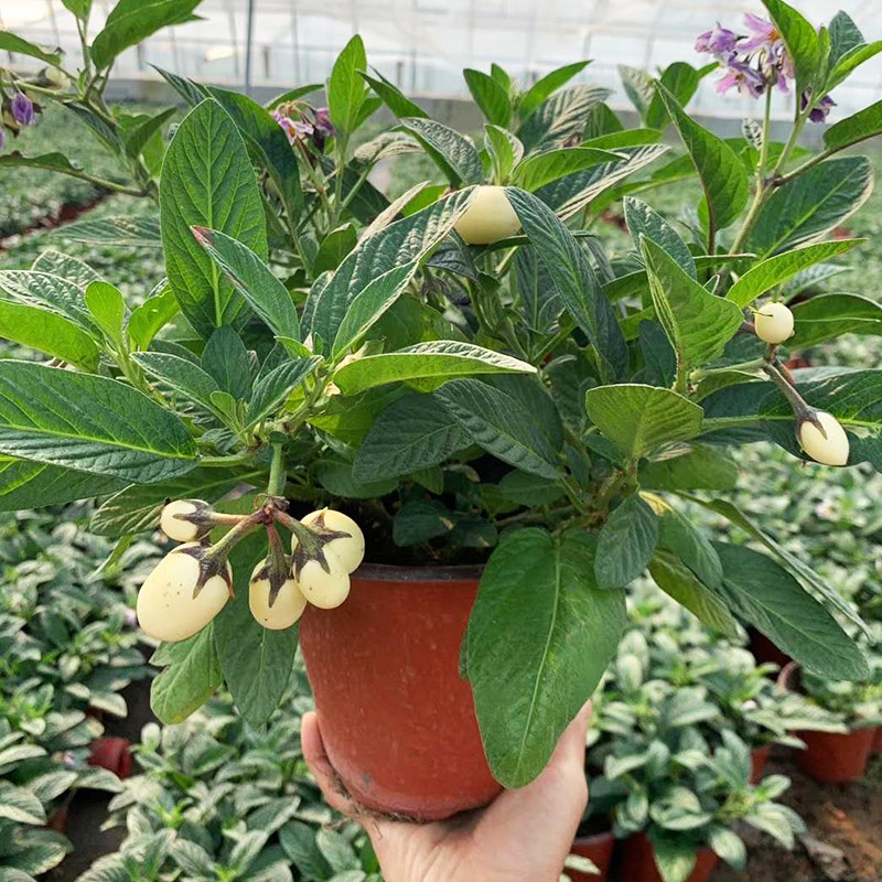 人参果盆栽地栽四季结果树苗当年接果苗人参果茄瓜人心果带果发货