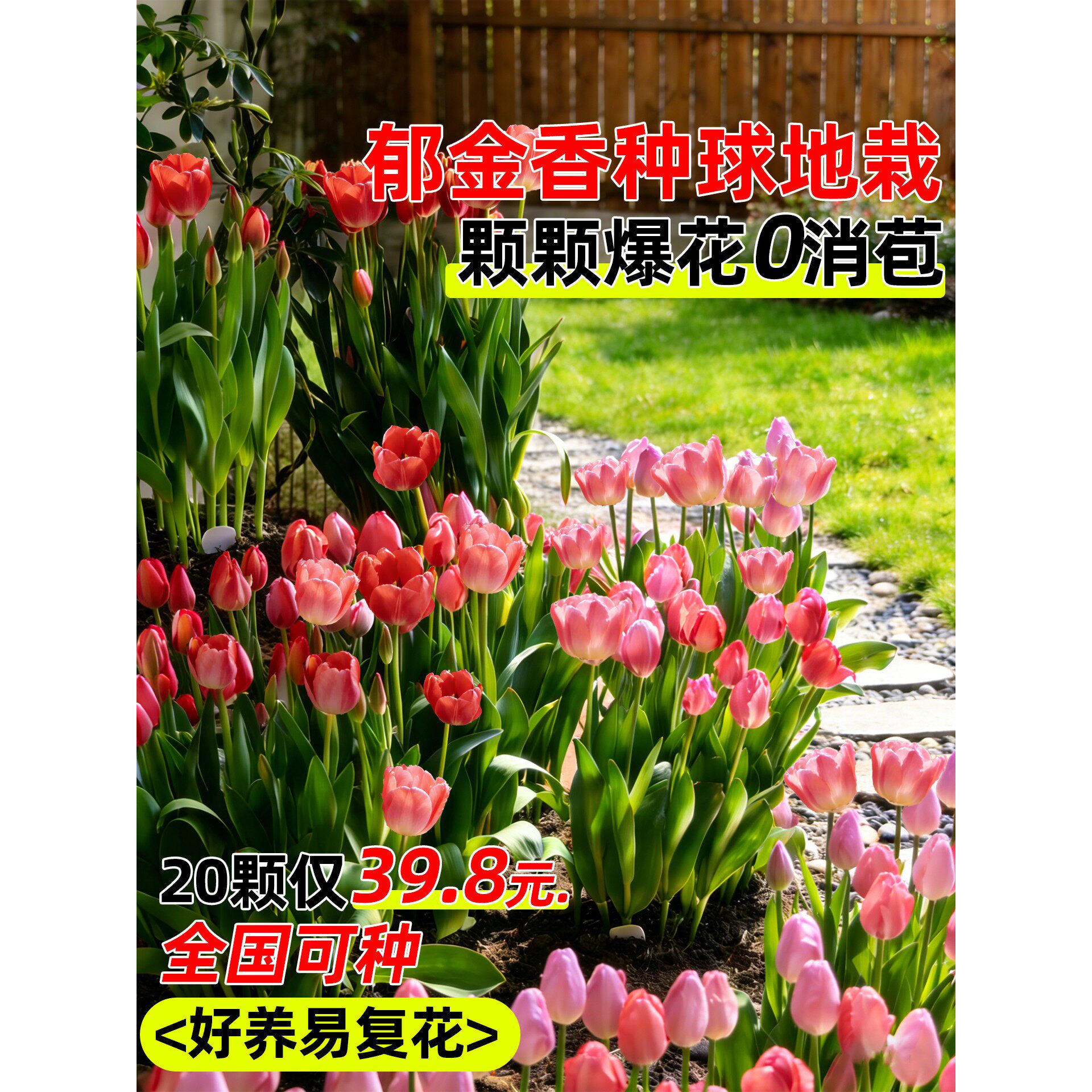 郁金香种球地栽100个荷兰进口种子盆栽水培植物五5度耐寒花卉