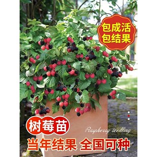 树莓苗红黑树莓果苗当年结果盆栽矮化树莓庭院地栽南北方种包成活