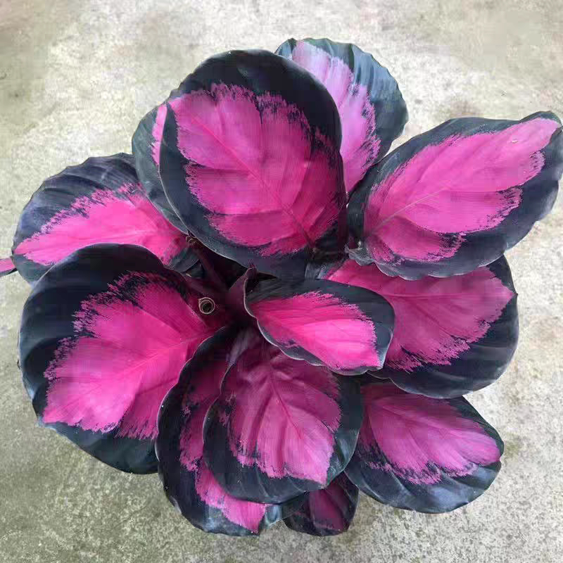 竹芋大全彩虹竹芋盆栽四季常青水水培绿植