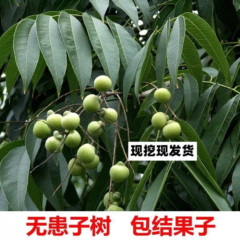 正宗无患子树苗肥皂树鬼见愁风水宝树绿化庭院北南方种植正品专用
