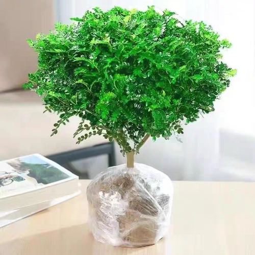 驱蚊虫盆栽 夜来香 驱蚊草 天竺葵 碰碰香 米兰 清香木水培竹柏