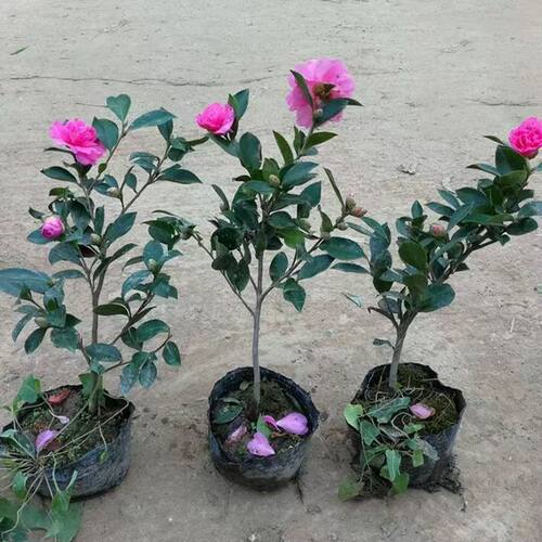 茶梅树苗带花苞茶花茶梅盆栽南北方耐寒花卉阳台庭院四季常青植物