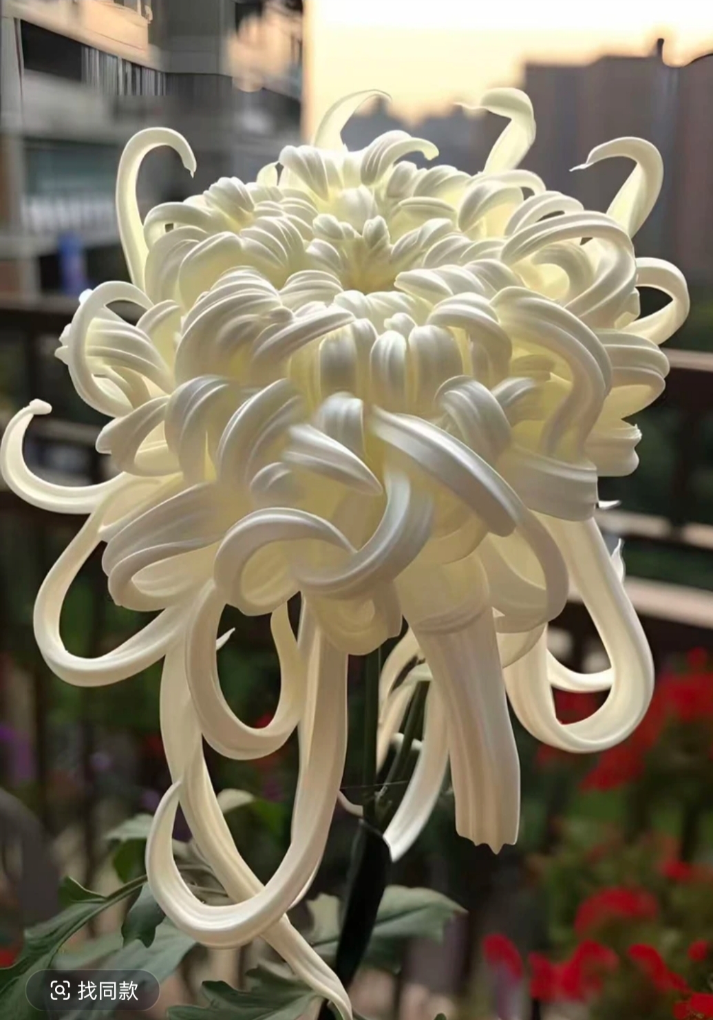 【瑞云殿】带花苞稀有品种菊花大花型九月菊室内外阳台庭院好养活