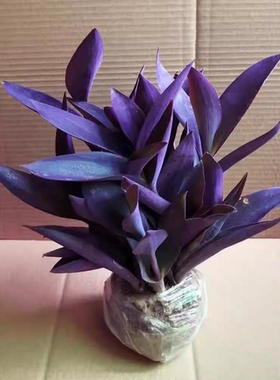 紫色盆栽紫叶吊兰紫叶吊竹梅紫罗兰紫露兰油画吊兰紫色醡浆草