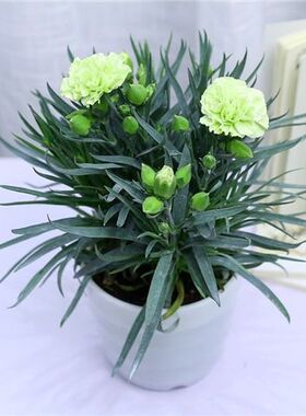 绿色康乃馨盆栽花苗带花苞室内阳台庭院花卉绿植鲜花好养四季开花