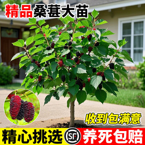 精选桑树苗当年结果盆栽地栽阳台庭院四季可种南北方种植耐寒抗旱