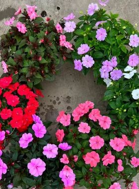 凤仙花盆栽苗带花苞指甲花多季开花不断植物易养植物阳台庭院花卉