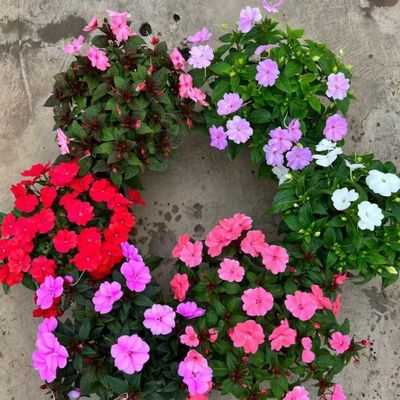 凤仙花盆栽苗带花苞指甲花多季开花不断植物易养植物阳台庭院花卉