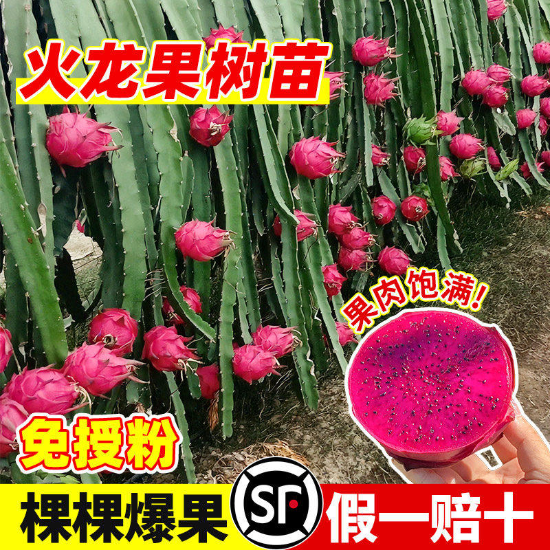 红心火龙果嫁接果苗盆栽南北方四季种植水果树苗阳台庭院当年结果