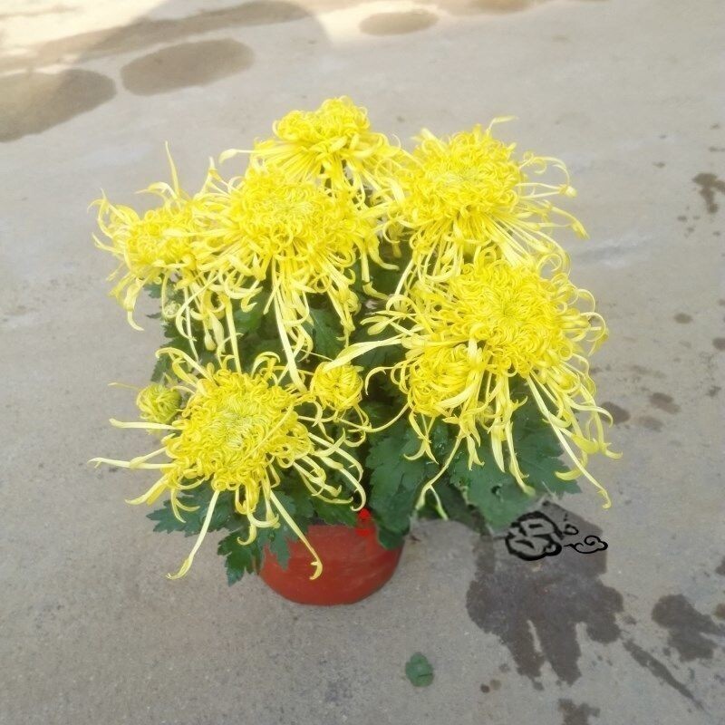 食用菊花苗金丝皇菊盆栽带花苞可泡茶大花型菊花苗阳台庭院花卉图片