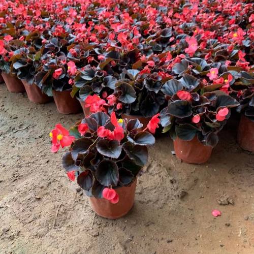 四季海棠花盆栽带花苞玻璃翠花苗丽格海棠花卉庭院阳台好养活包邮
