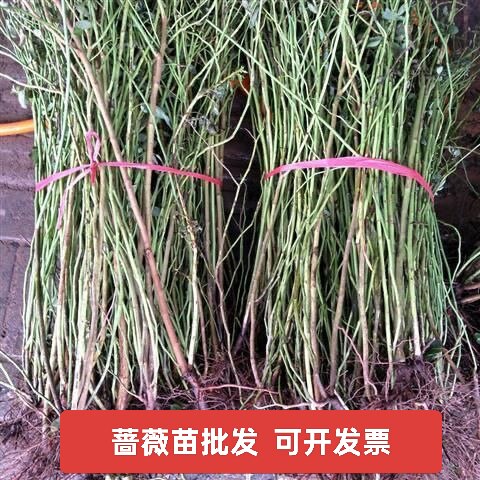 无刺蔷薇花苗批发爬藤月季大苗藤本蔷薇花苗攀爬耐冻花卉篱笆墙苗