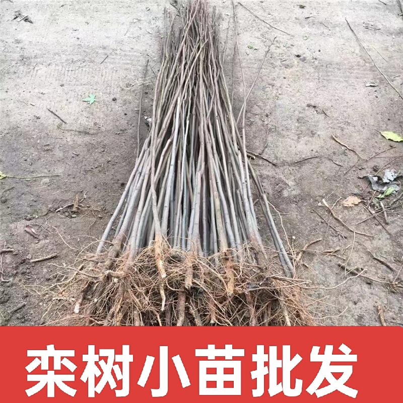 栾树苗南方北方种植黄山栾庭院地栽北京栾苗园林绿化工程苗行道树
