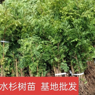 水杉树苗杉树苗绿叶杉树苗苗南北方树苗水杉苗绿叶行道水杉小苗
