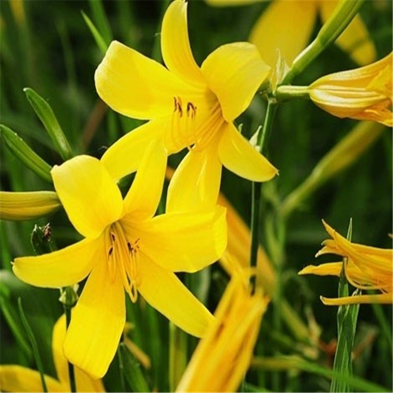 食用金针菜多年生四季易种活盆栽