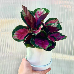 竹芋大全彩虹竹芋盆栽四季常青水培苹果竹芋彩叶绿植室内客厅好养