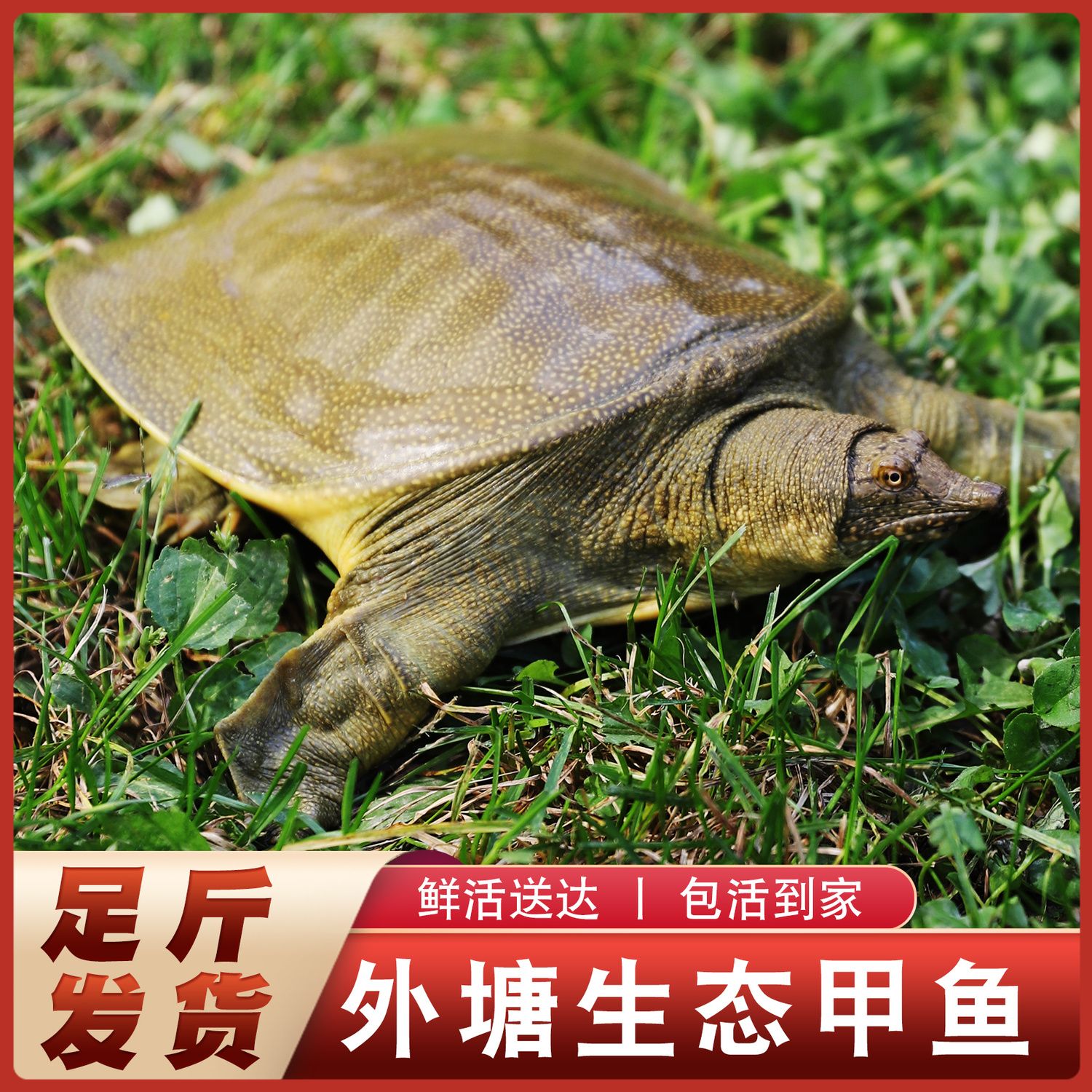 推荐生态甲鱼鲜活中华水鱼新鲜棋
