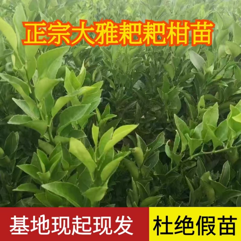 正宗大雅耙耙柑苗枳壳砧木嫁接苗水果种植柑橘苗木丑橘南北方种植