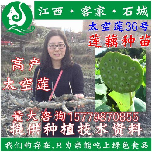 太空莲36号高产莲子莲子种苗