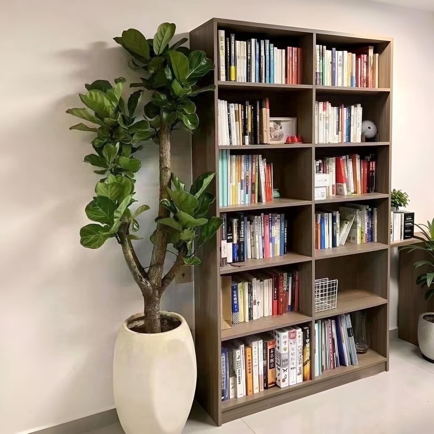 大琴叶榕客厅绿植物室内大型好养大型绿植/成品组合盆