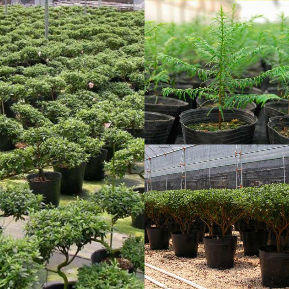 花盆塑料盆菜苗苗圃播种育苗袋兰花种植育秧育苗袋育苗盆育苗盒在类目 鲜花速递/花卉仿真/绿植园艺, 园艺用品, 育苗盘/营养钵中 - 来自Buy2taobao.com提供专业的淘宝代购服务