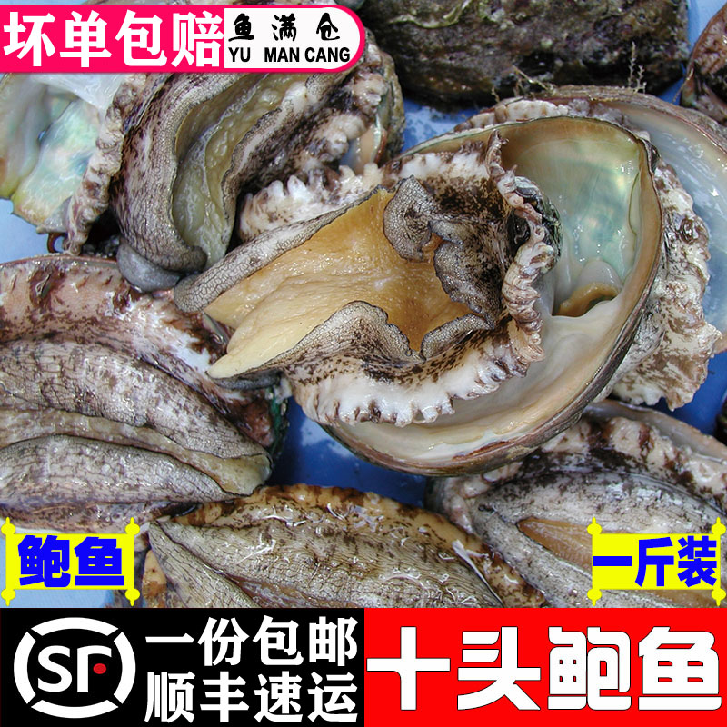 连云港水产新鲜贝类深海鲍鱼鲜活鲍鱼