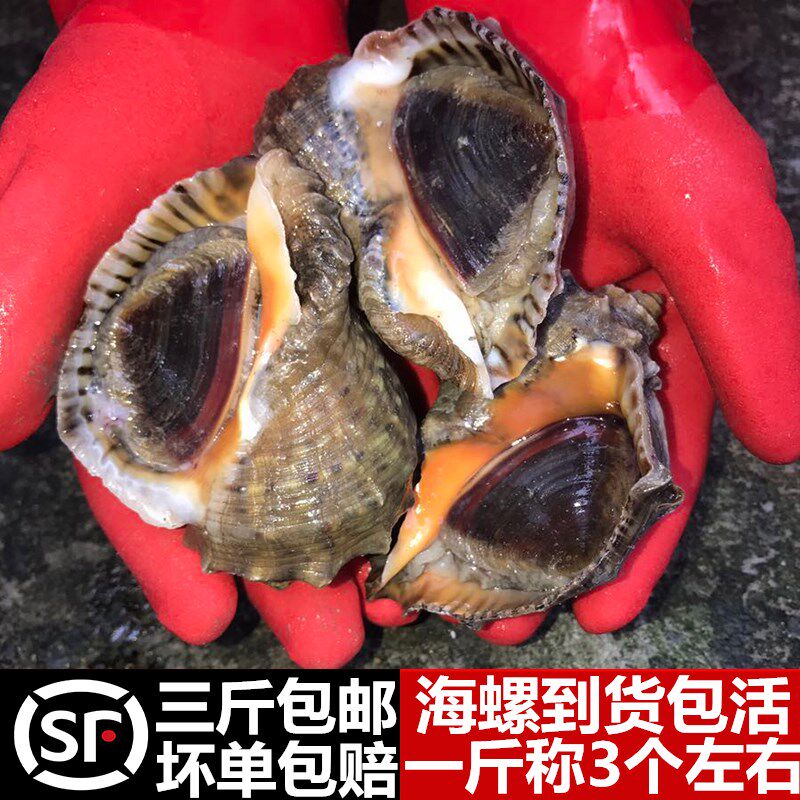 超大野生水产大海螺鲜活当天新鲜生猛贝壳类海鲜3斤顺丰快递