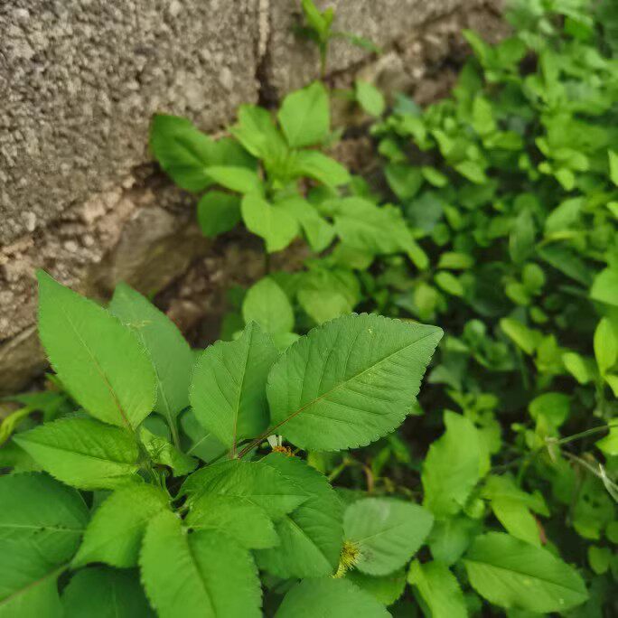 包邮满娘农庄新鲜鬼针草叶鬼钗草中草药虾钳草蟹钳草对叉草粘人草