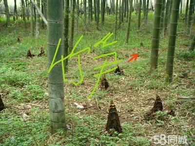 大型毛竹苗毛竹根楠竹苗竹根竹鞭食用竹笋苗种植庭院室外冬笋苗