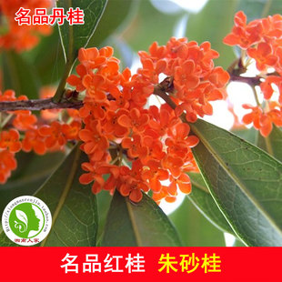 桂花树苗红桂花树苗丹桂状元红珍稀红桂朱砂红桂花苗桂花树大树