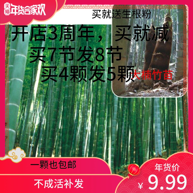 大型楠竹竹子苗毛竹苗四季长青