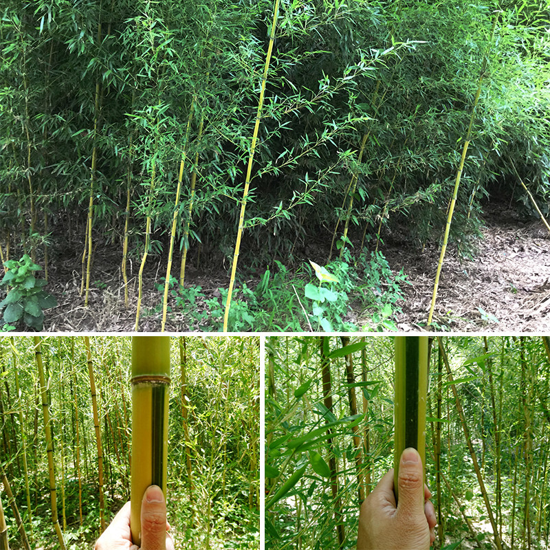 竹子苗青竹苗毛竹花卉绿化苗木水竹阳台盆栽庭院植物包邮