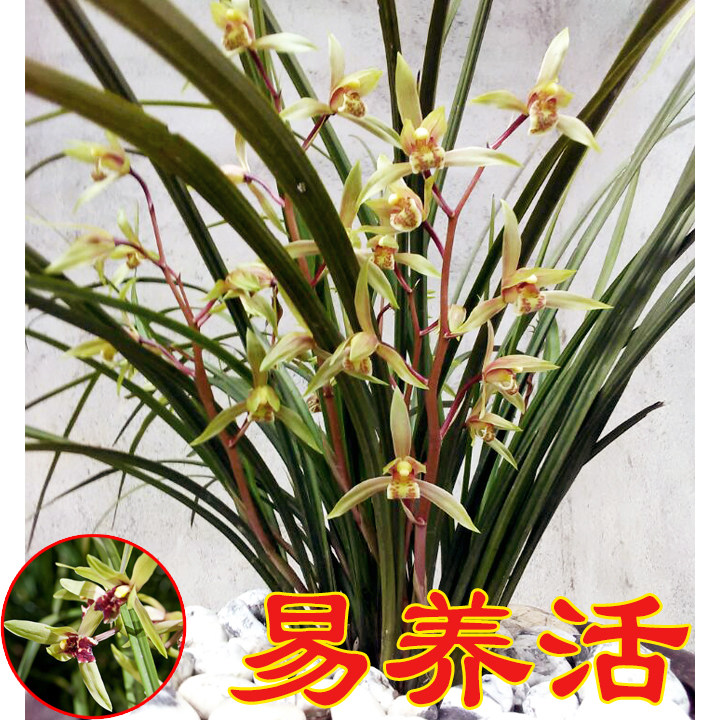 兰花苗浓香春兰惠兰盆栽植物室内花卉四季兰草好养带花苞包邮