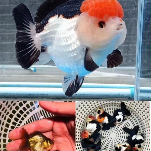 兰寿冷水鱼红白观赏鱼