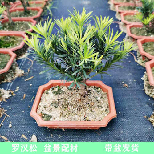 小树苗罗汉松盆景庭院四季常青